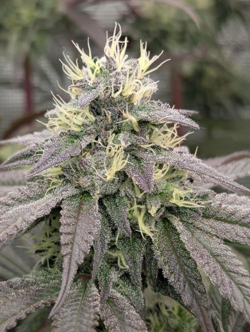 Pucker Puffs FMG. Week 5