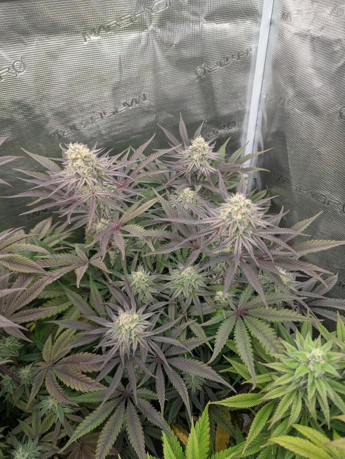 Cherry Breath FMG. Week 5