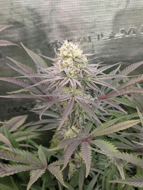 Cherry Breath FMG. Week 5