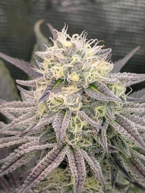 Cherry Breath FMG. Week 5