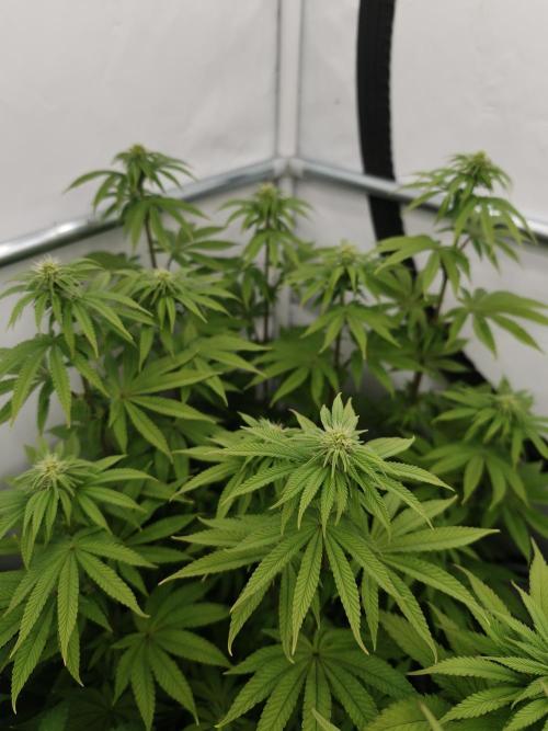 Polar Gelato SS. Week 8