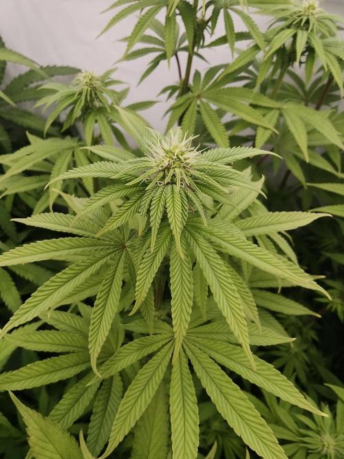 Polar Gelato SS. Week 8