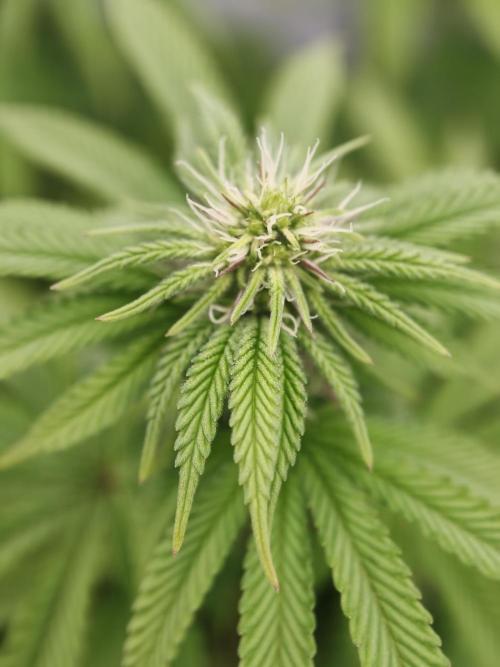 Polar Gelato SS. Week 8