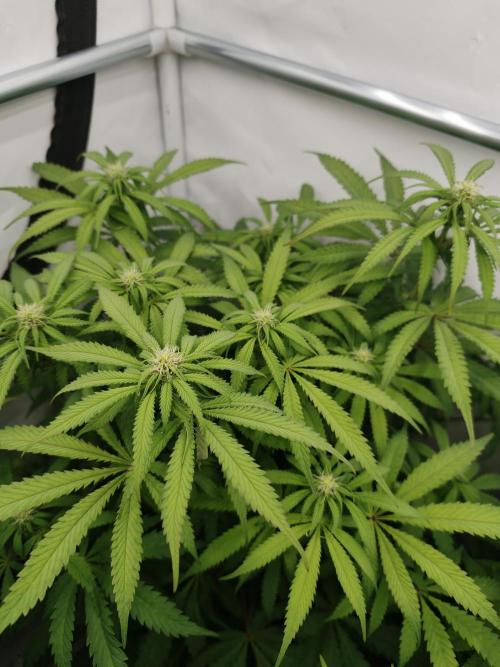 Papaya Stank OSS. Week 8