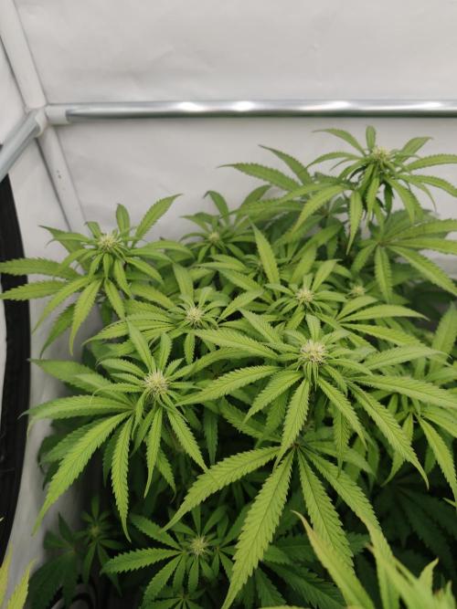 Papaya Stank OSS. Week 8