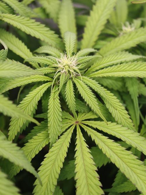 Papaya Stank OSS. Week 8