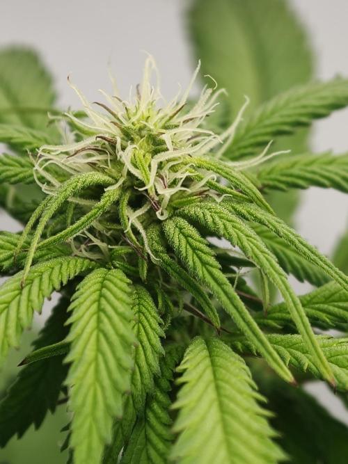 Papaya Stank OSS. Week 8