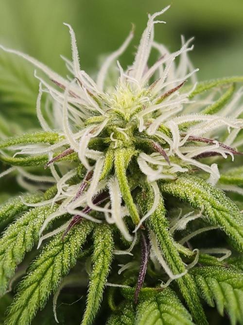 Papaya Stank OSS. Week 8