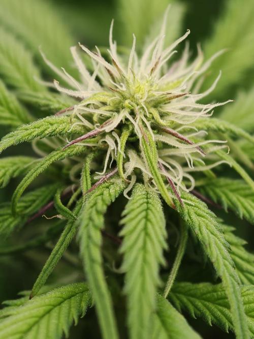 Papaya Stank OSS. Week 8