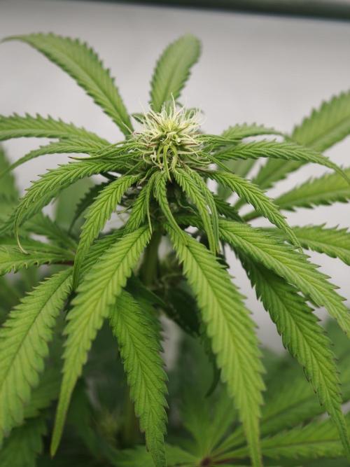 Papaya Stank OSS. Week 8