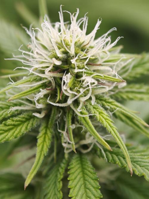 Purple Overload OSS. Week 8