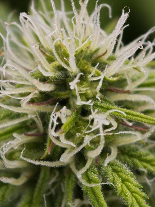 Purple Overload OSS. Week 8