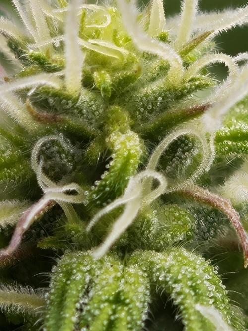 Purple Overload OSS. Week 8