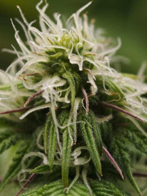 Purple Overload OSS. Week 8