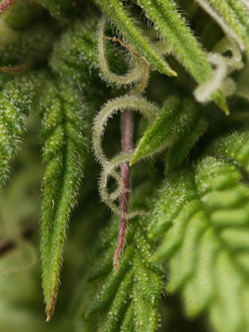 Purple Overload OSS. Week 8