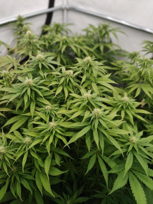 Zingatsu OSS. Week 8