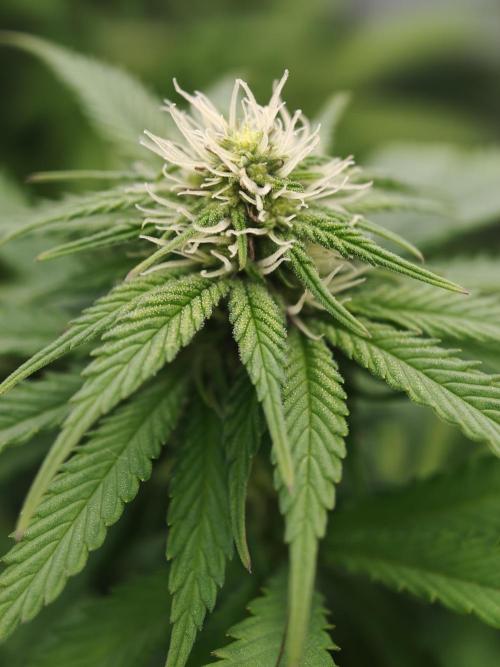 Zingatsu OSS. Week 8