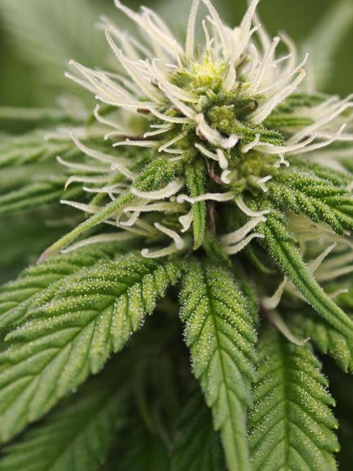 Zingatsu OSS. Week 8