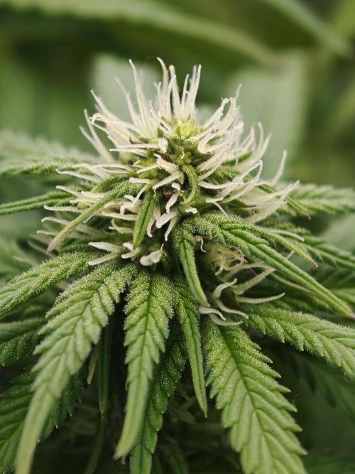 Zingatsu OSS. Week 8