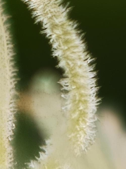 Zingatsu OSS. Week 8