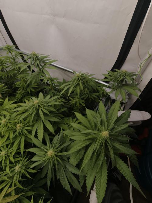 Banana Fumes OSS. Week 7