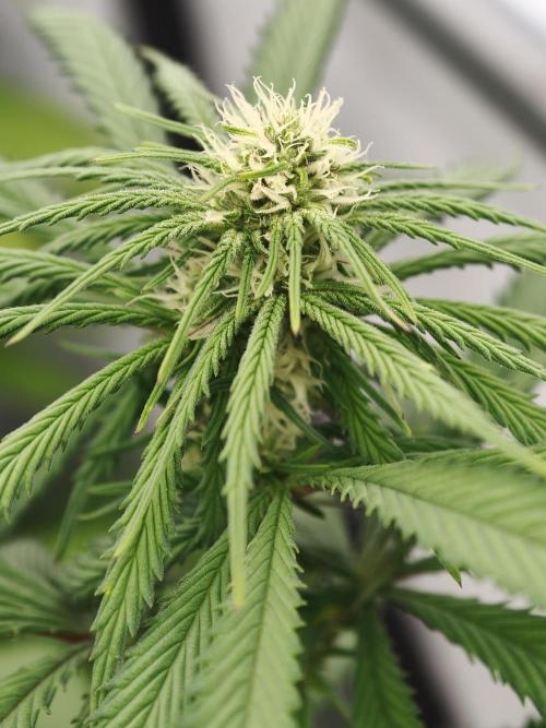 Banana Fumes OSS. Week 7