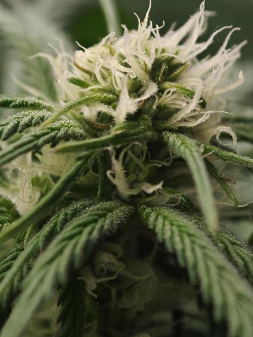 Banana Fumes OSS. Week 7