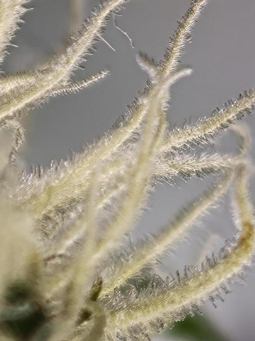 Banana Fumes OSS. Week 7