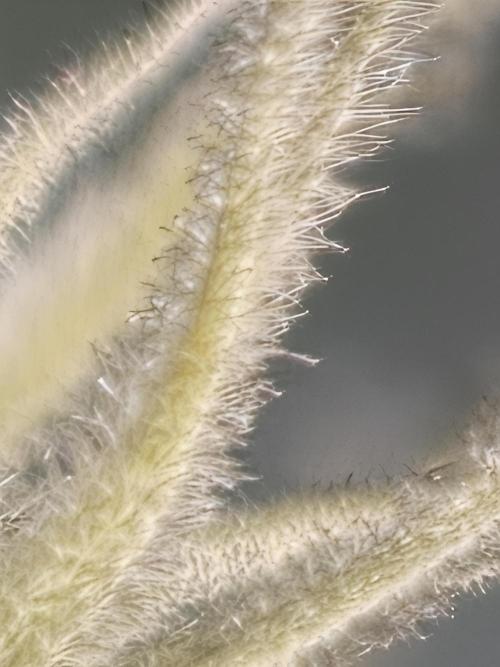 Banana Fumes OSS. Week 7