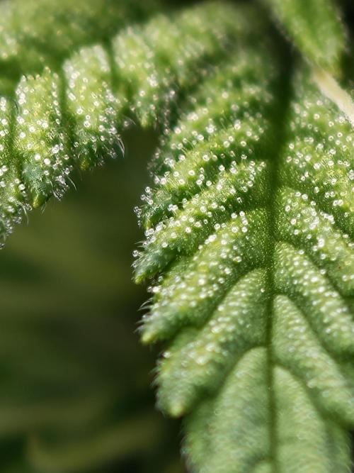 Banana Fumes OSS. Week 7