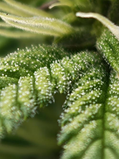 Banana Fumes OSS. Week 7