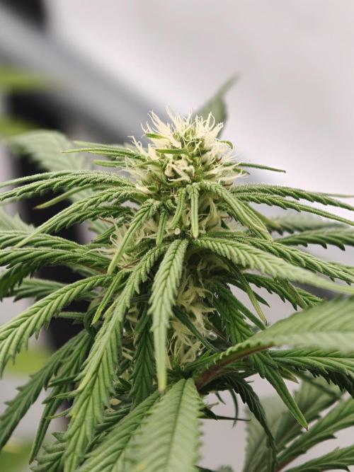 Banana Fumes OSS. Week 7