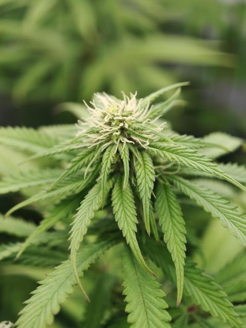 Banana Fumes OSS. Week 7