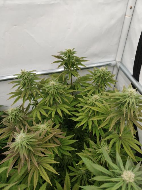 Polar Gelato SS. Week 9