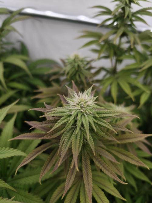 Polar Gelato SS. Week 9