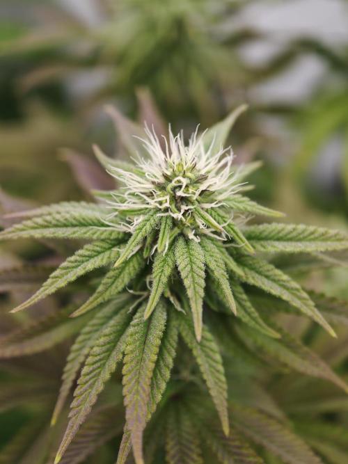 Polar Gelato SS. Week 9