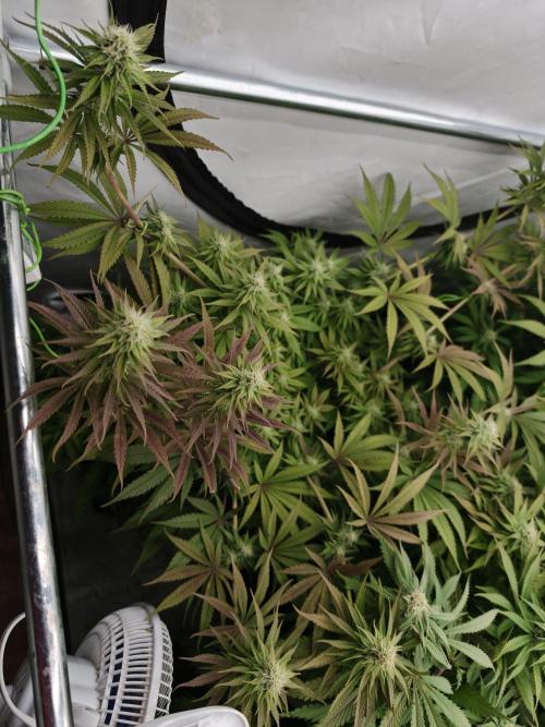 Purple Overload OSS. Week 9