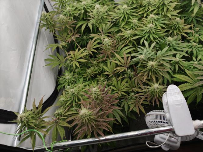 Purple Overload OSS. Week 9