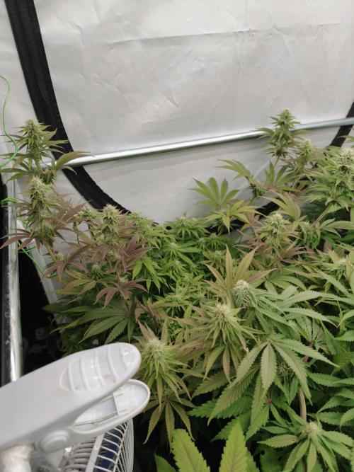 Purple Overload OSS. Week 9