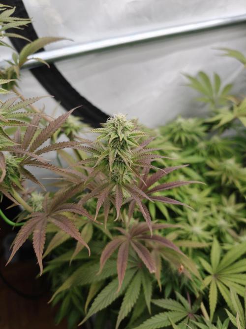 Purple Overload OSS. Week 9