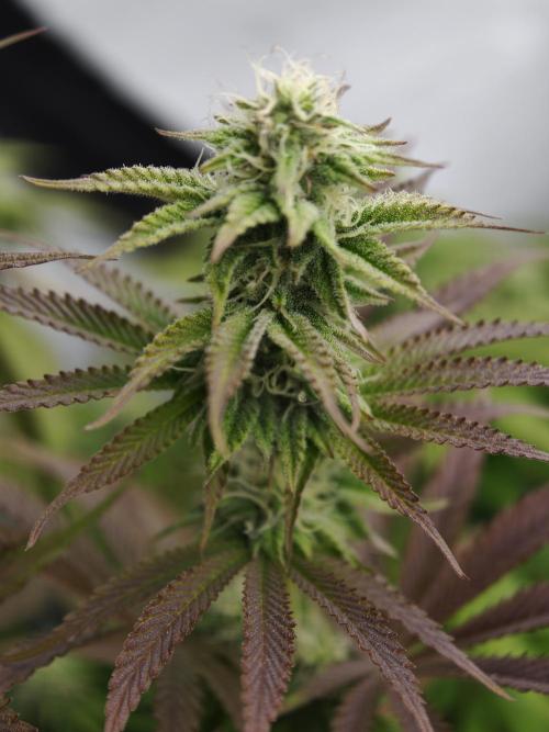 Purple Overload OSS. Week 9