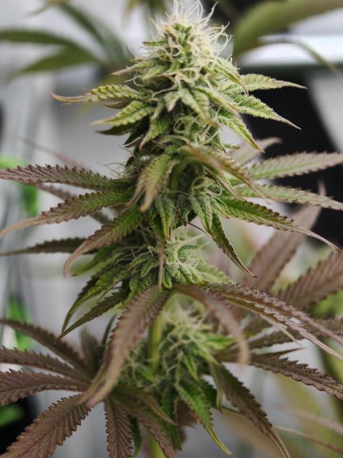 Purple Overload OSS. Week 9