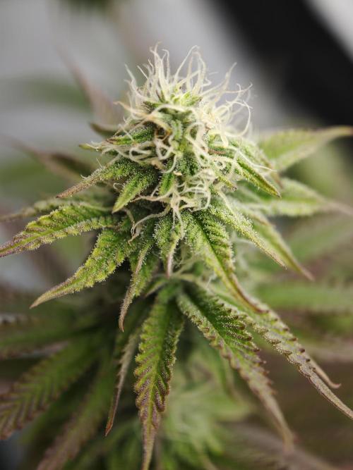 Purple Overload OSS. Week 9