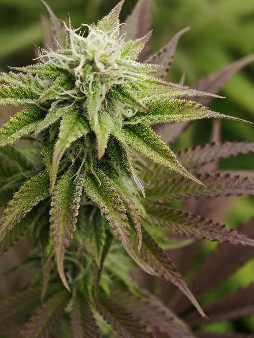 Purple Overload OSS. Week 9