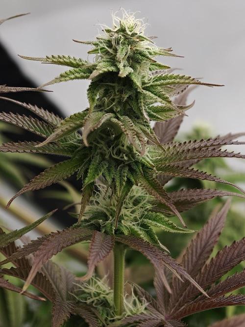 Purple Overload OSS. Week 9