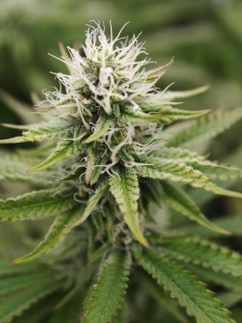 Purple Overload OSS. Week 9