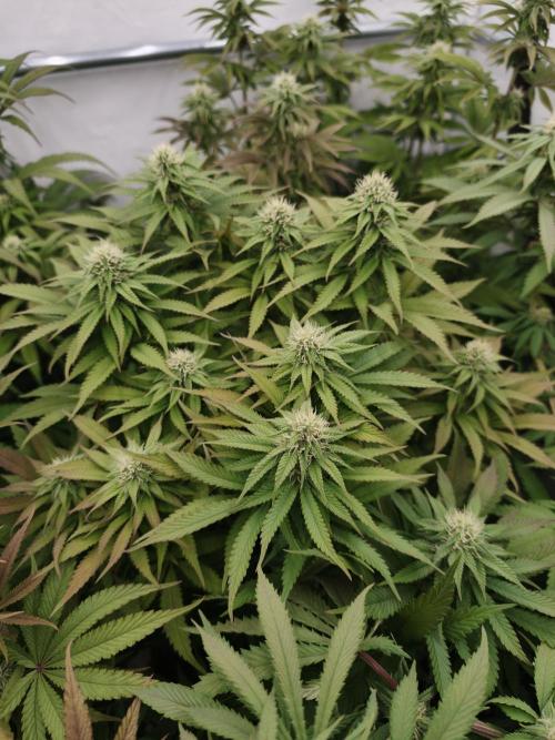 Zingatsu OSS. Week 9