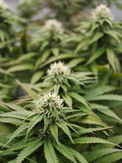 Zingatsu OSS. Week 9