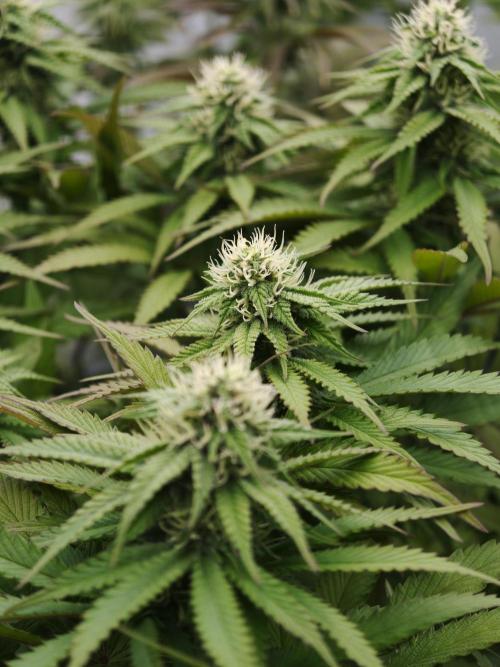 Zingatsu OSS. Week 9