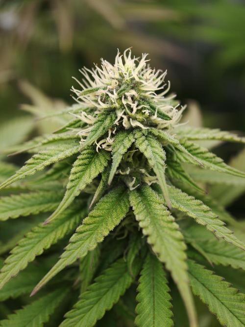 Zingatsu OSS. Week 9